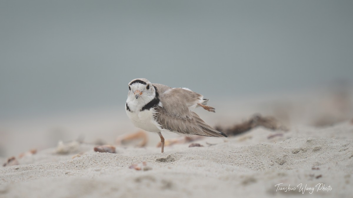 Piping Plover - ML619695873