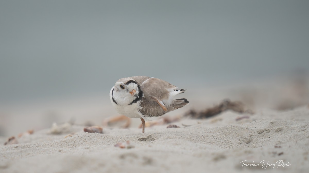Piping Plover - ML619695874