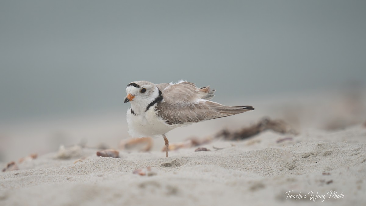 Piping Plover - ML619695875