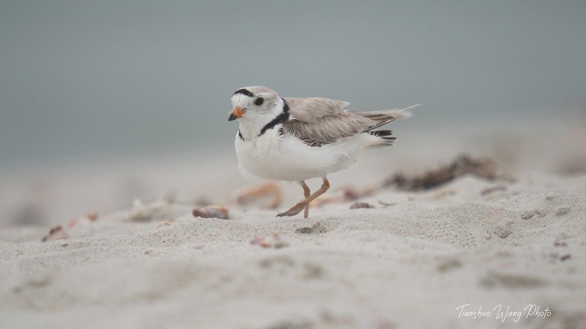Piping Plover - ML619695876