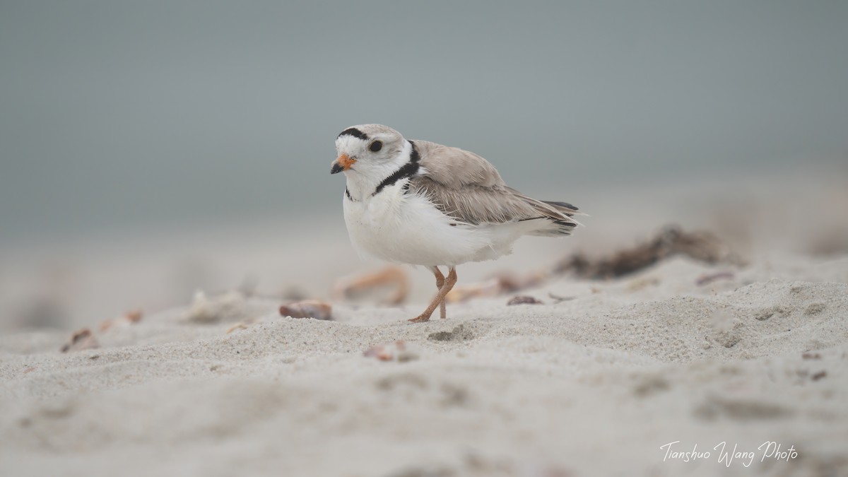 Piping Plover - ML619695877
