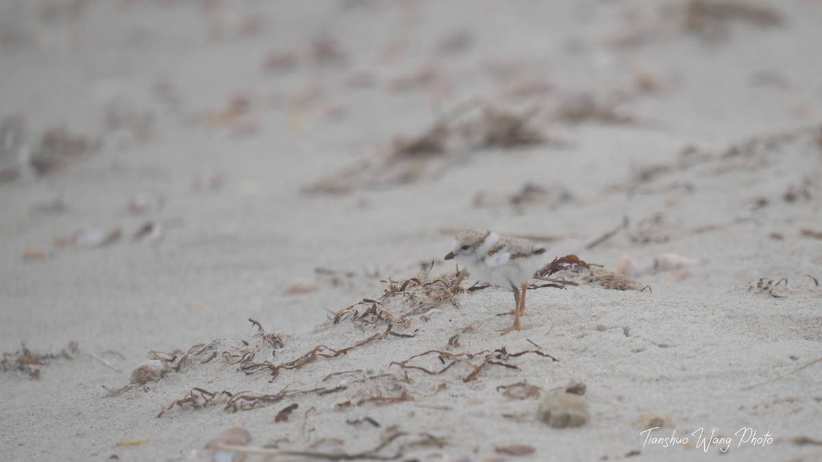 Piping Plover - ML619695878