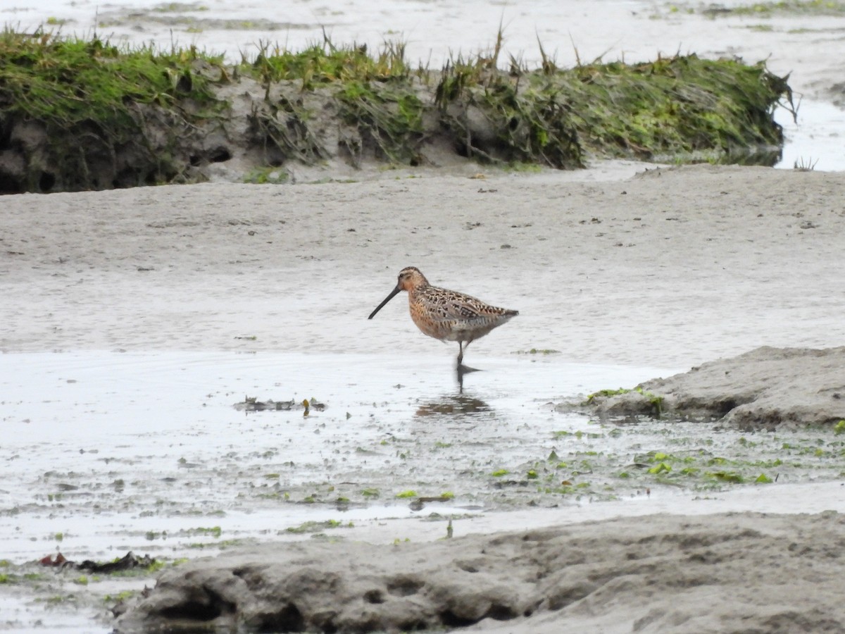 Long-billed Dowitcher - ML619695888