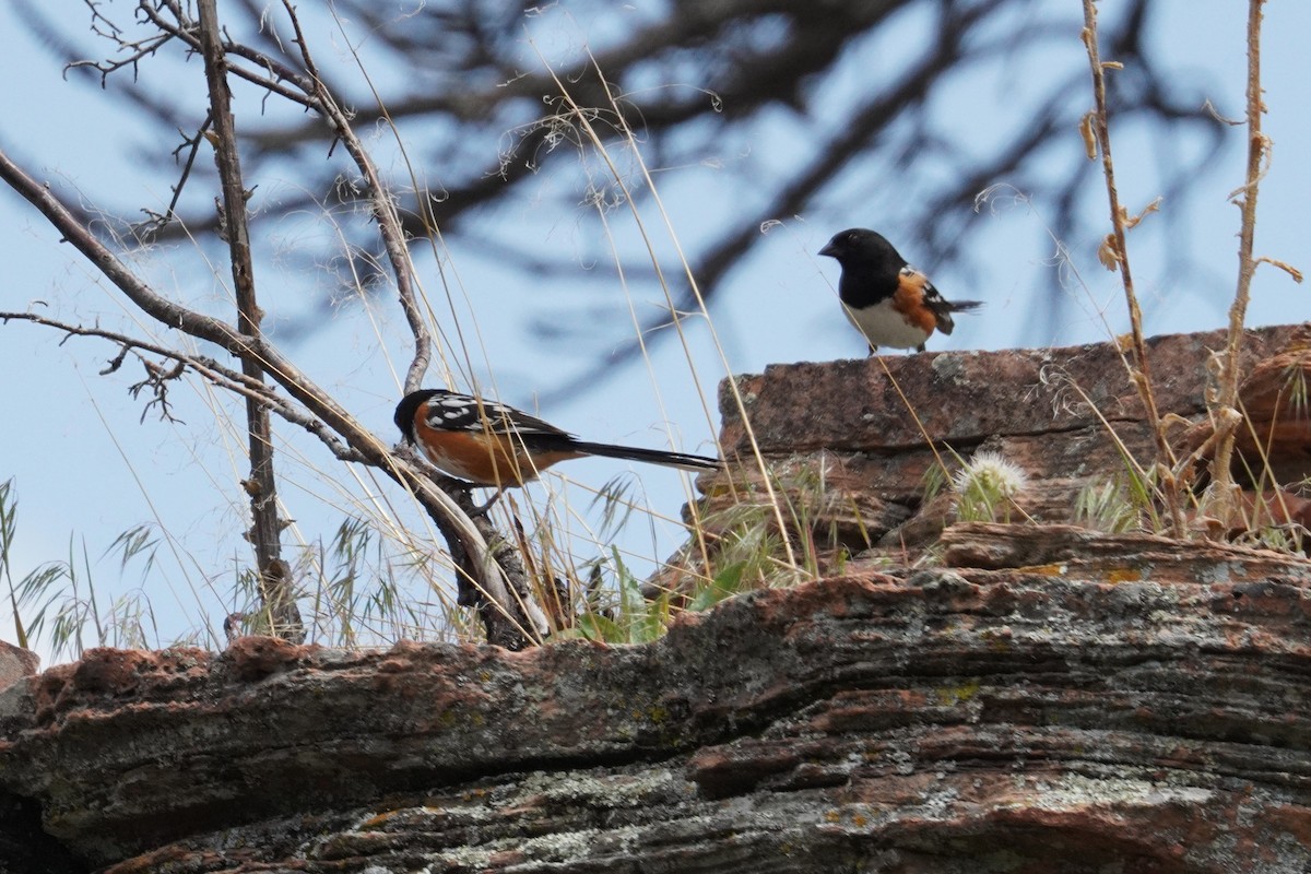 Spotted Towhee - ML619695894