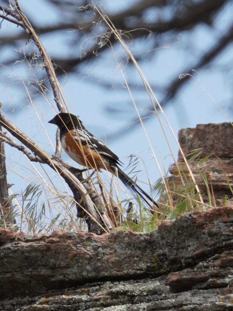 Spotted Towhee - ML619695895
