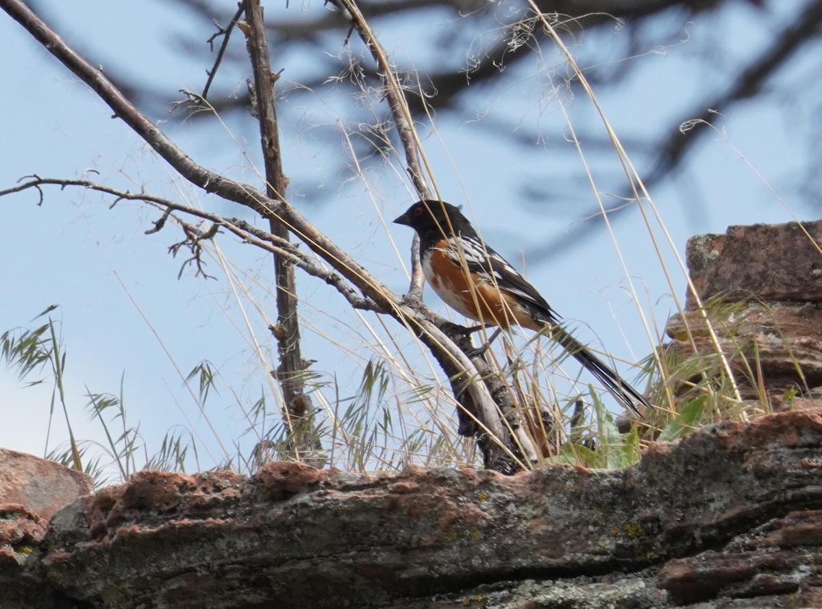 Spotted Towhee - ML619695896