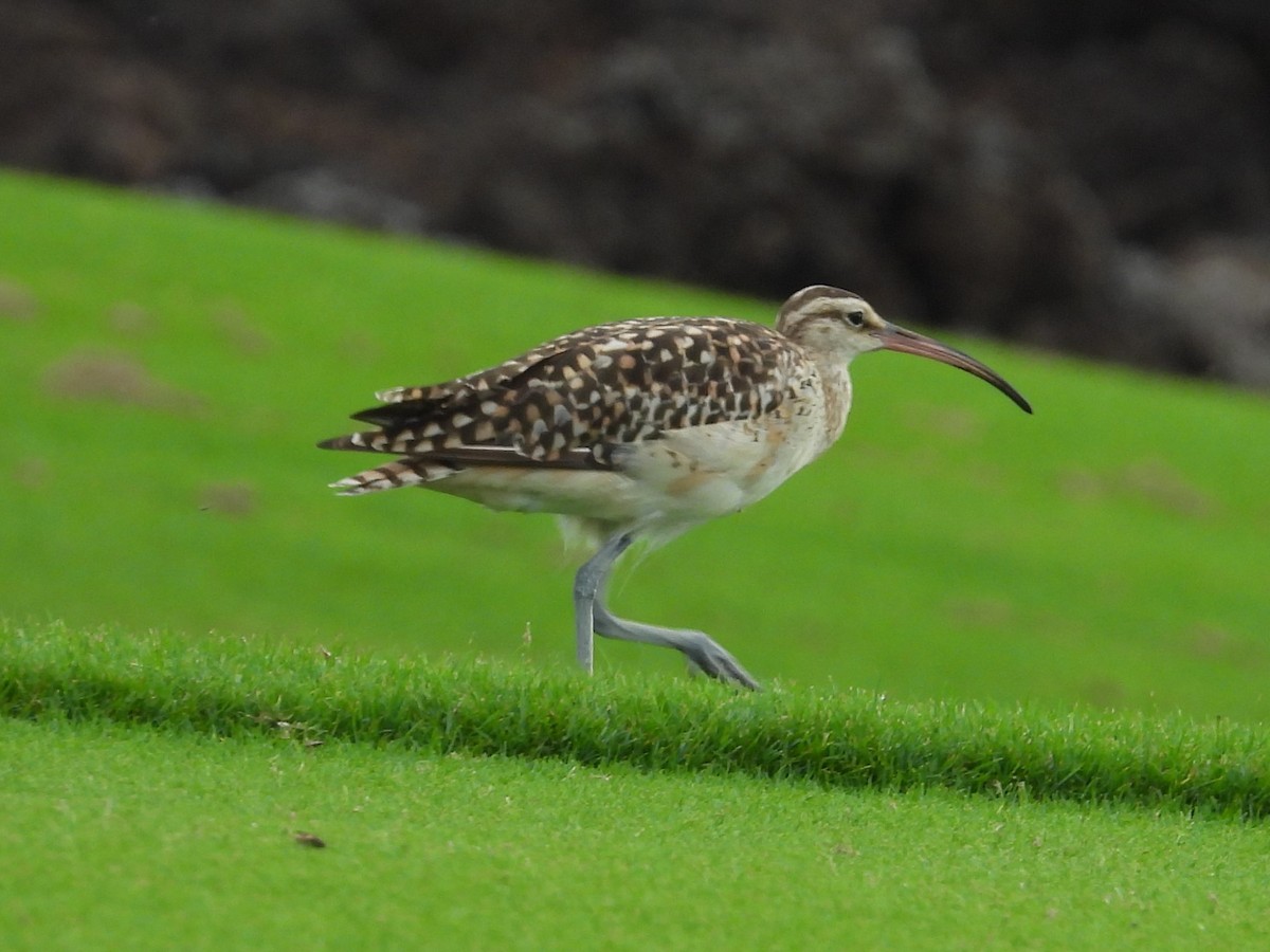 Bristle-thighed Curlew - ML619695954