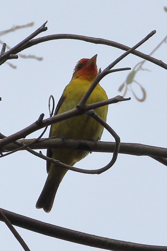 Western Tanager - ML619695957