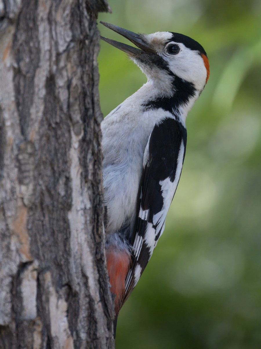 Syrian Woodpecker - ML619695961