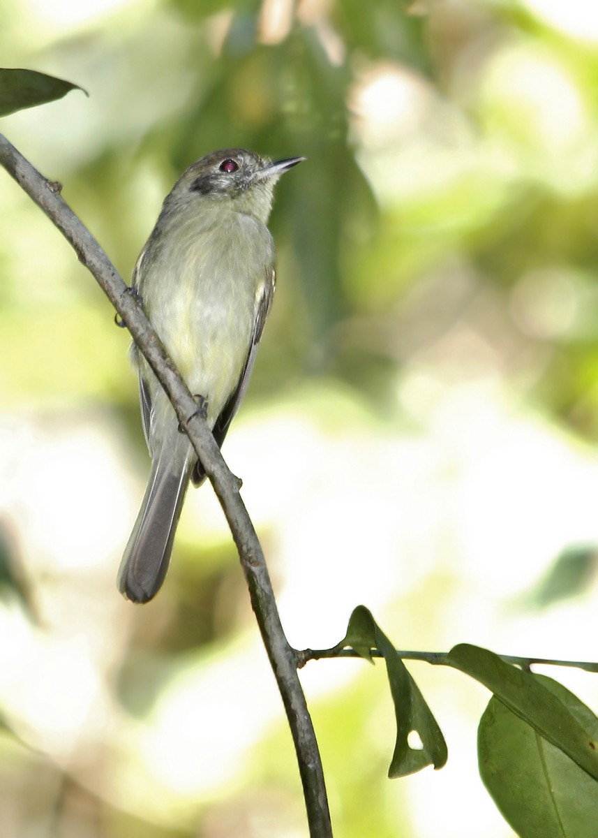 Sepia-capped Flycatcher - ML619696013