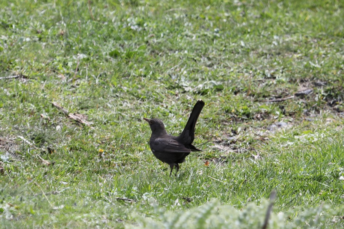 Eurasian Blackbird - ML619696051
