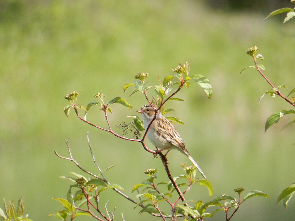 Clay-colored Sparrow - ML619696052