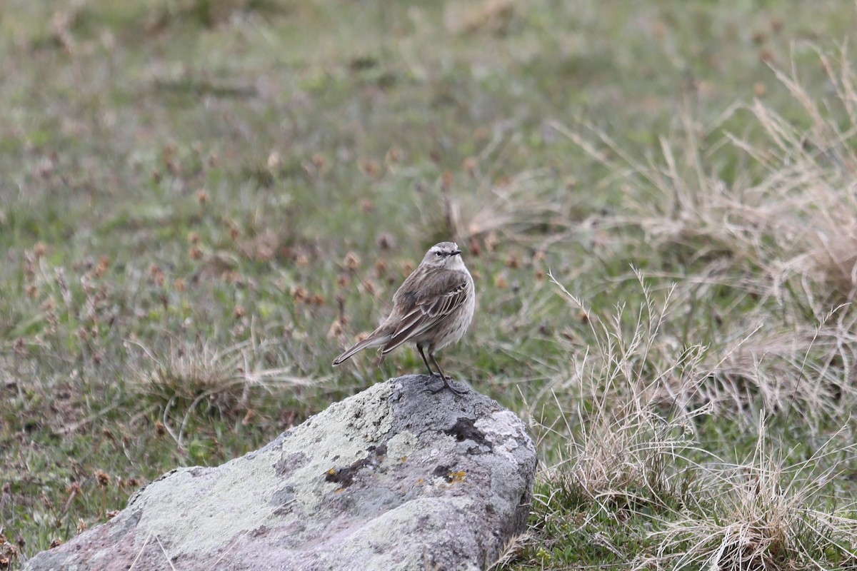 Water Pipit - ML619696069