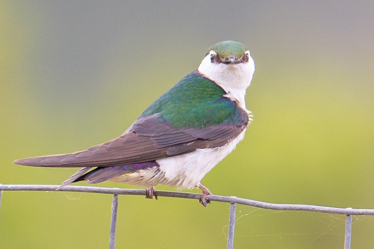 Violet-green Swallow - ML619696093