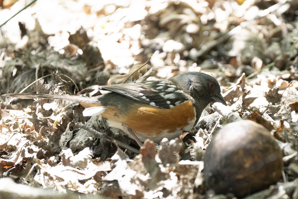 Spotted Towhee - ML619696129
