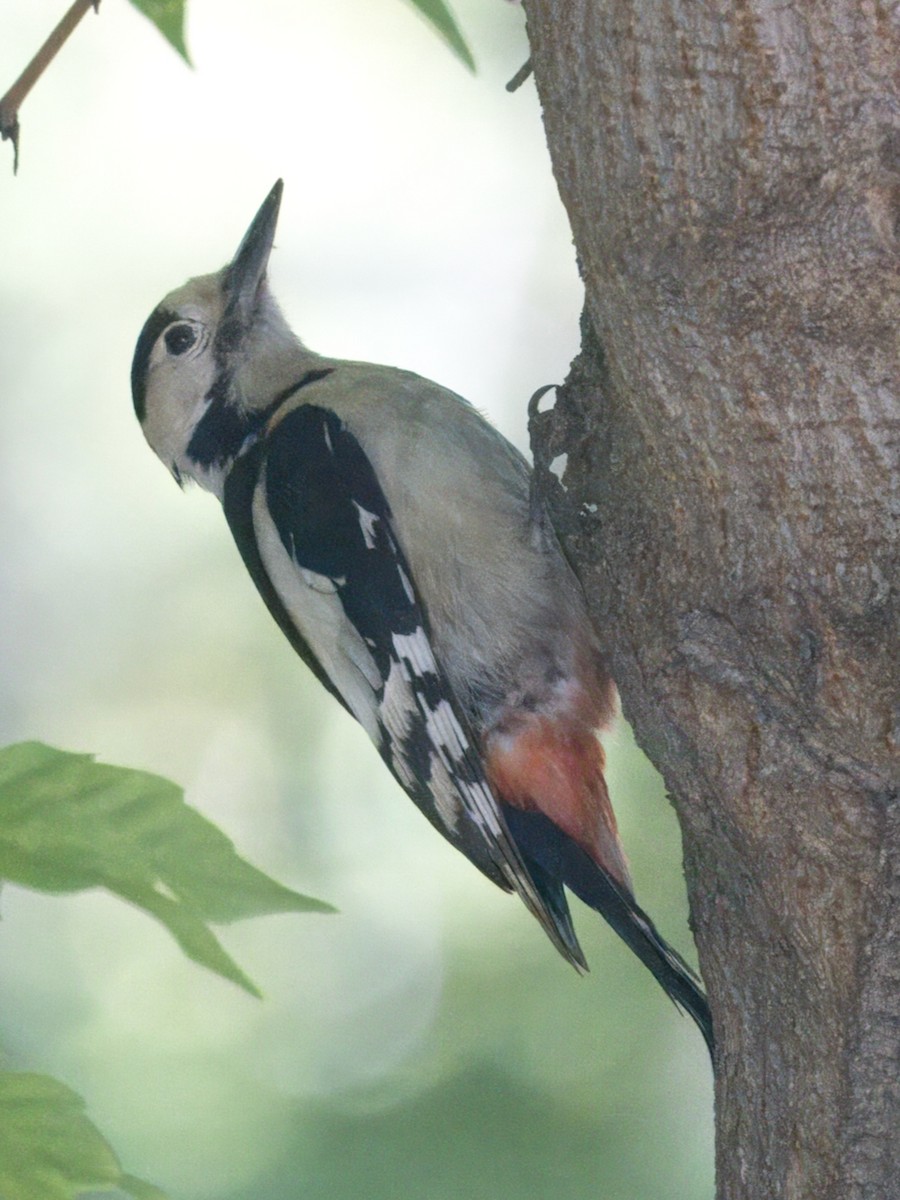 Syrian Woodpecker - ML619696134