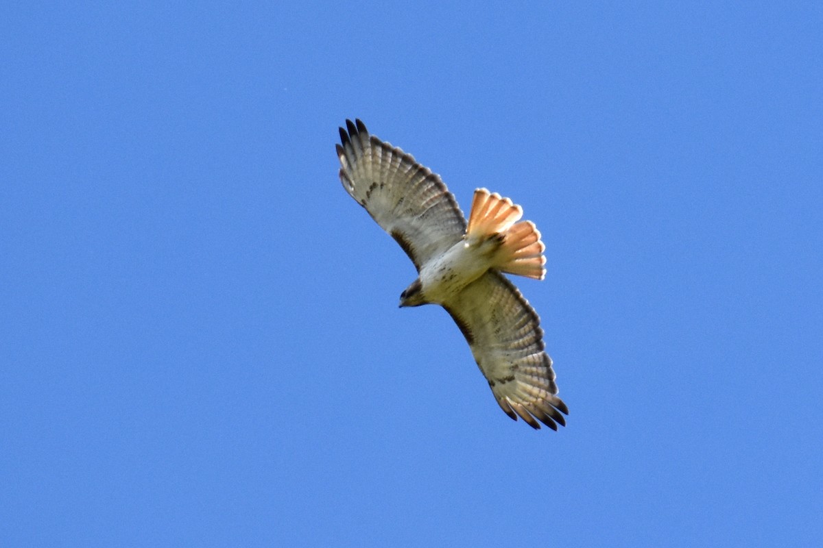 Red-tailed Hawk - ML619696141