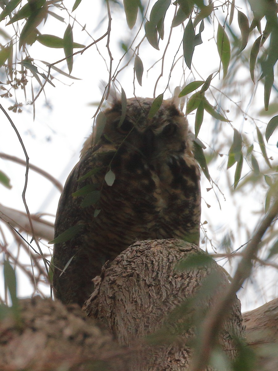 Great Horned Owl - ML619696144