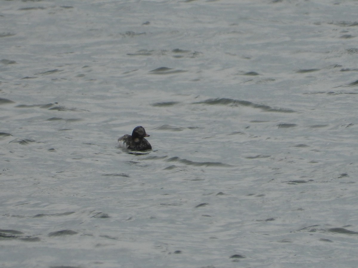 Long-tailed Duck - ML619696185