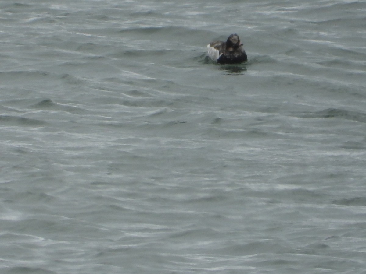 Long-tailed Duck - ML619696186