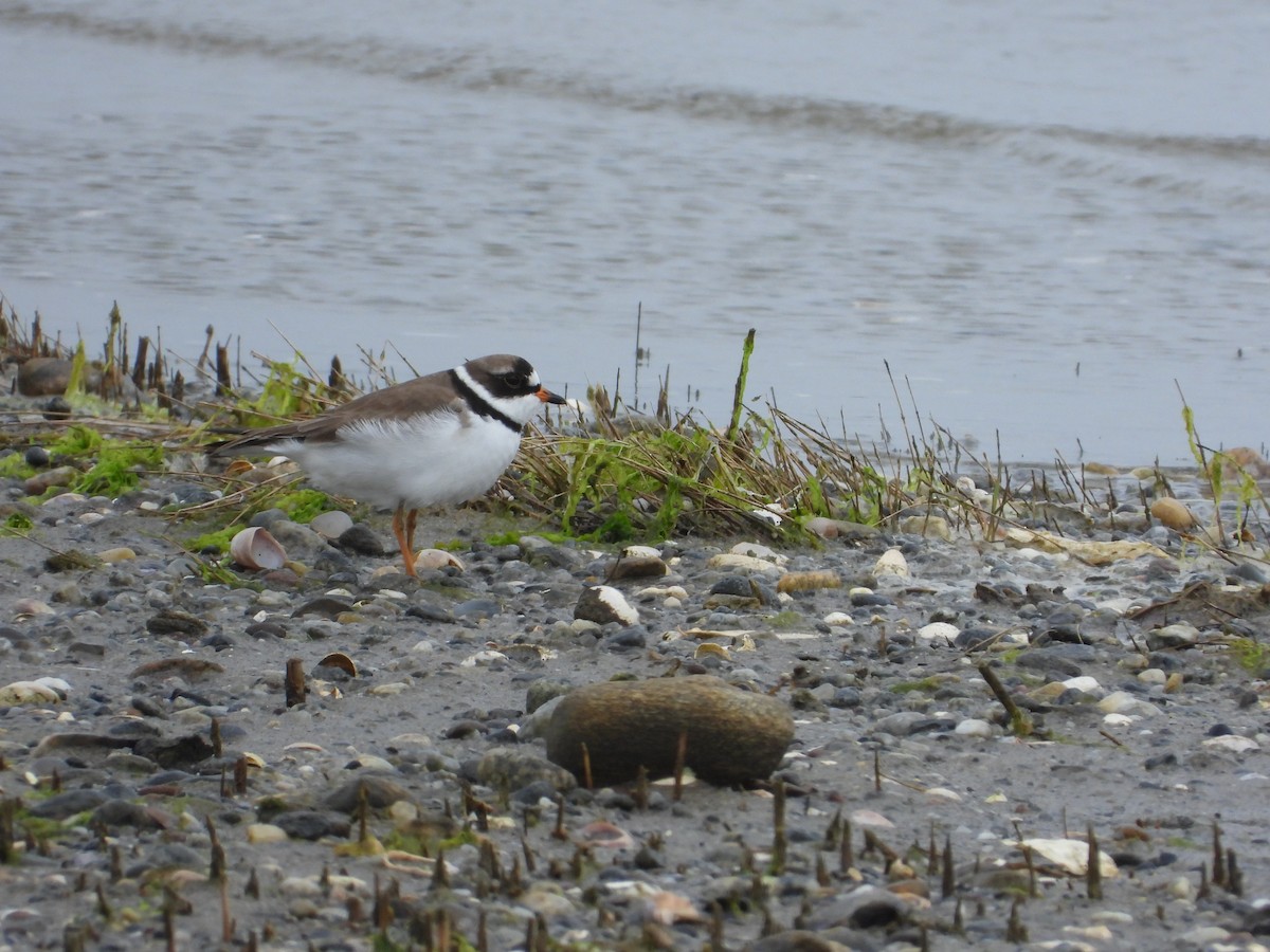 Semipalmated Plover - ML619696265