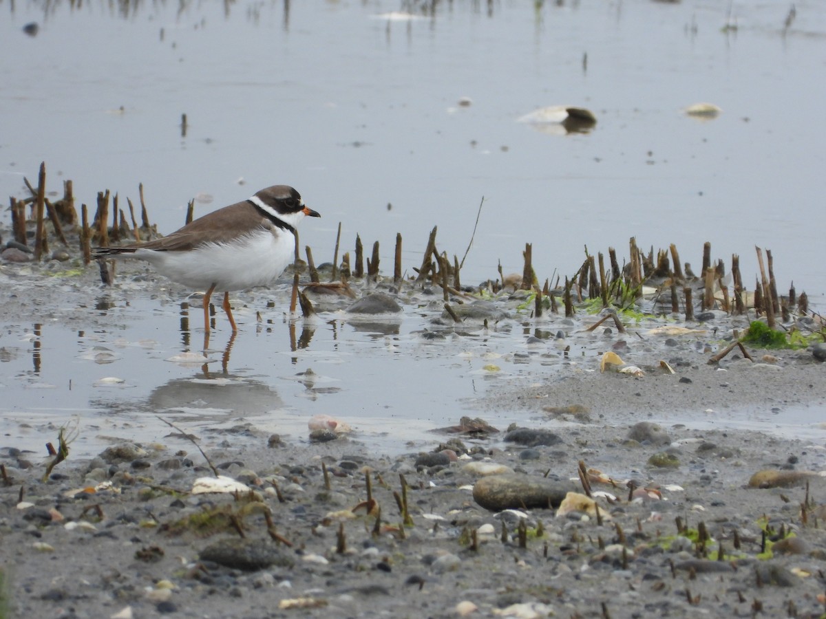 Semipalmated Plover - ML619696266