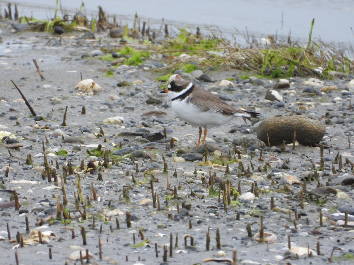 Semipalmated Plover - ML619696267