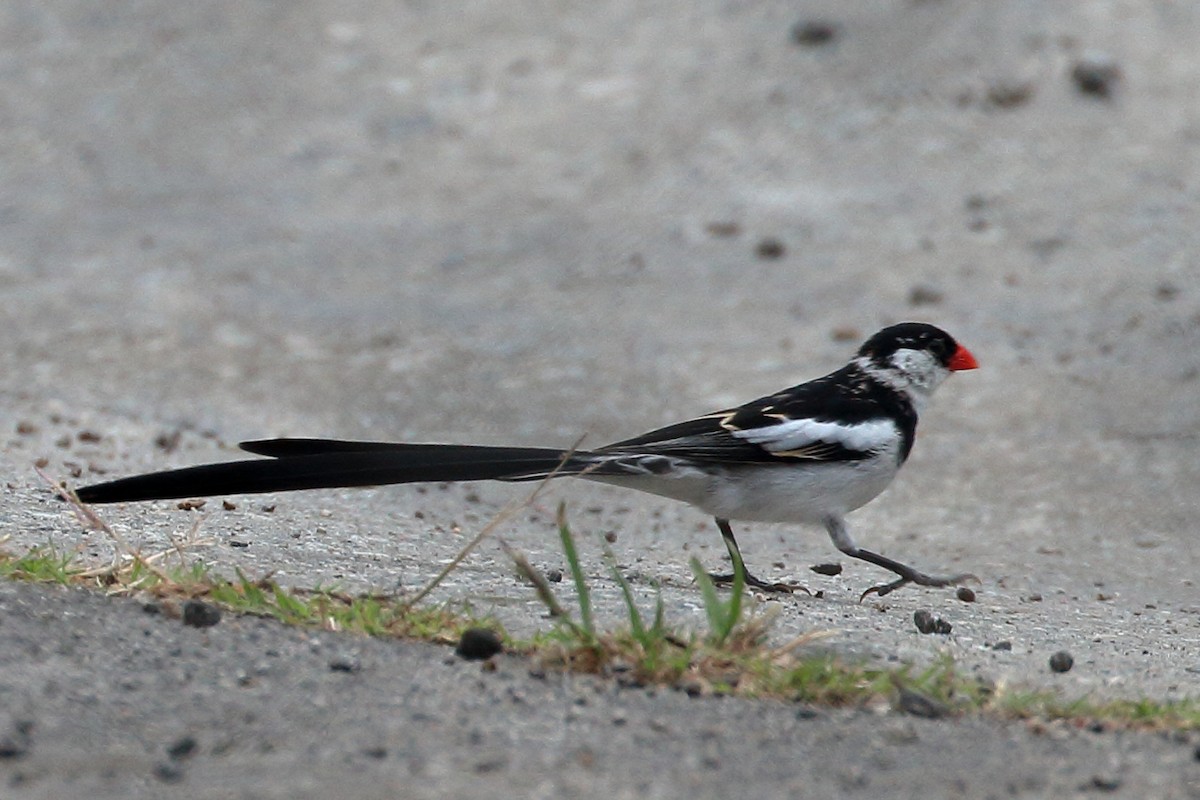 Pin-tailed Whydah - ML619696316