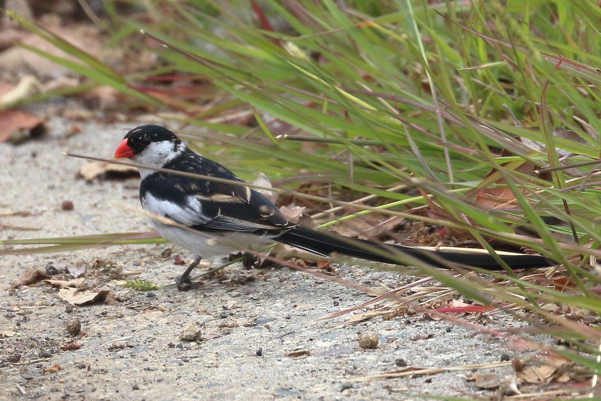 Pin-tailed Whydah - ML619696370