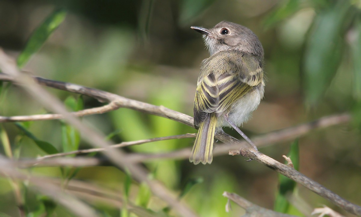 Pearly-vented Tody-Tyrant - ML619696409