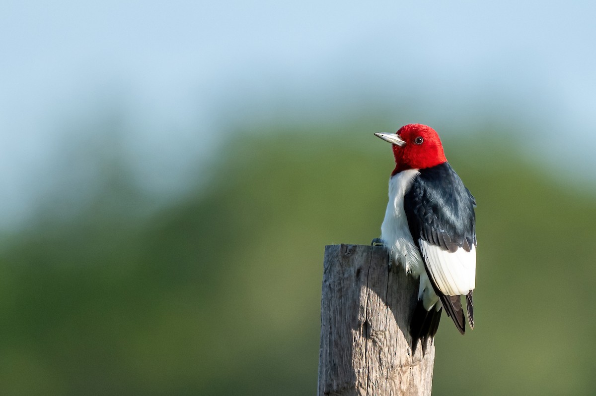 Red-headed Woodpecker - ML619696412