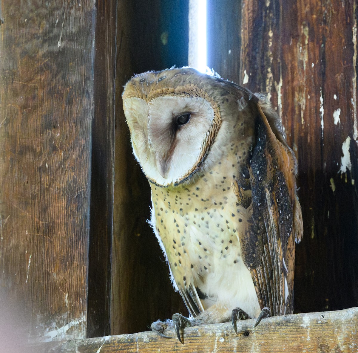 Barn Owl - ML619696425
