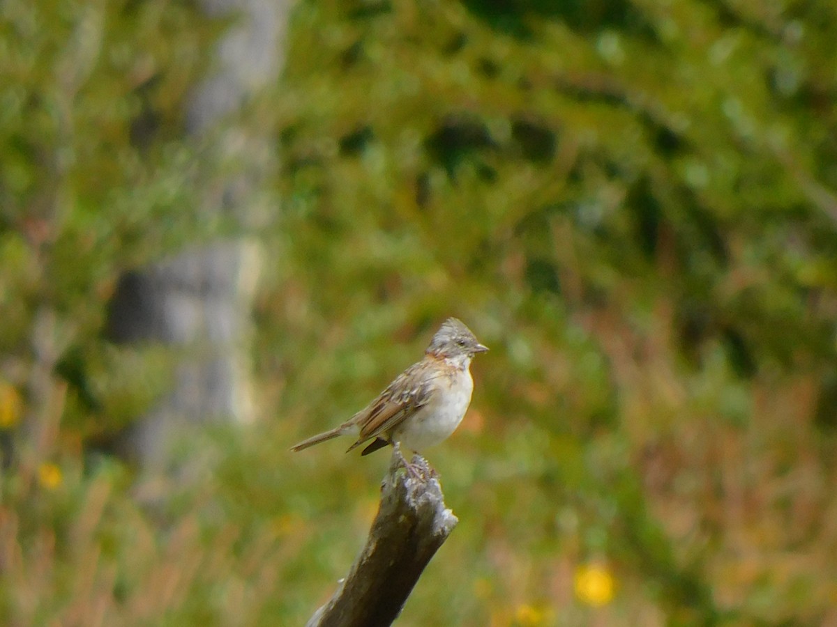Rufous-collared Sparrow - ML619696472