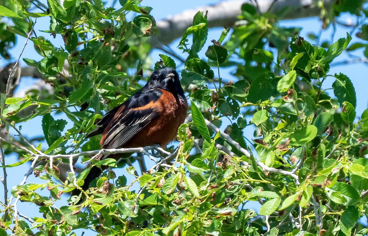 Orchard Oriole - ML619696514
