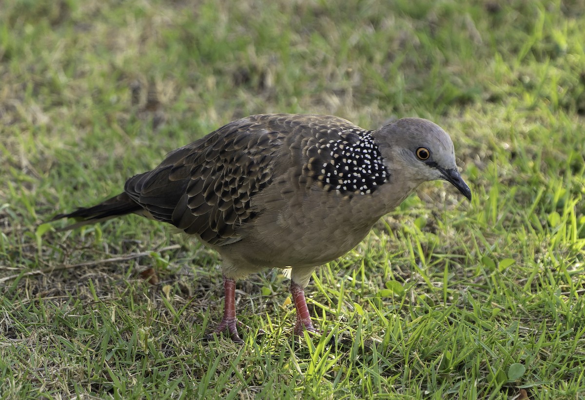 Spotted Dove - ML619696517