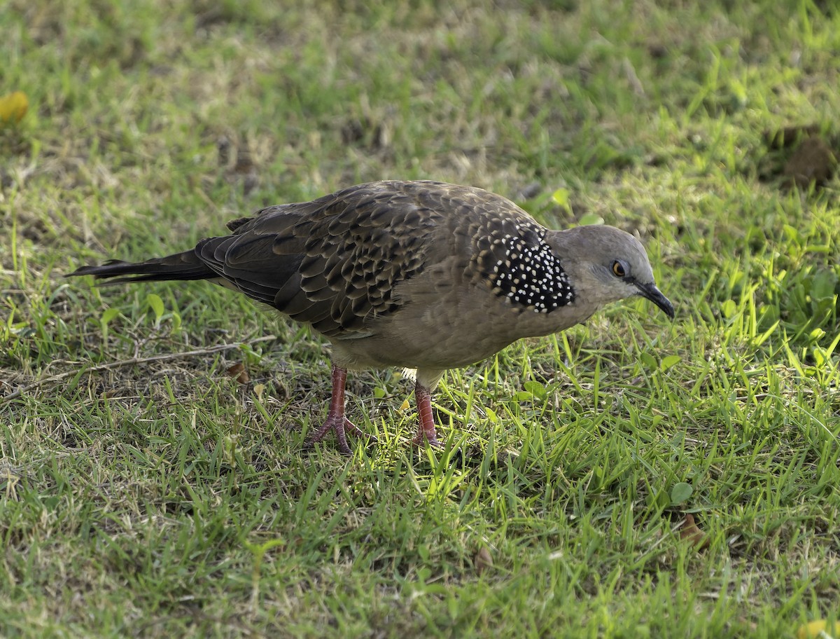Spotted Dove - ML619696518