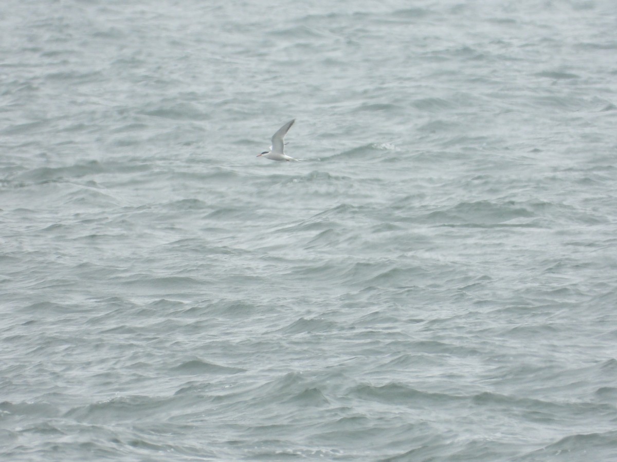 Common Tern - ML619696556