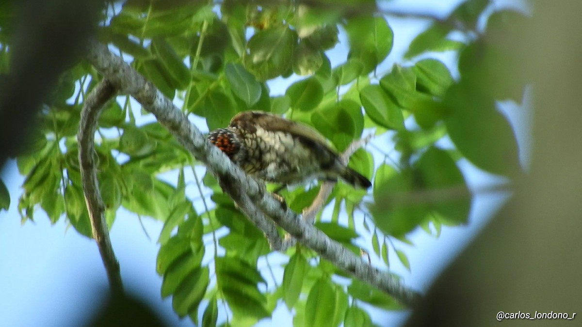 Scaled Piculet - ML619696590