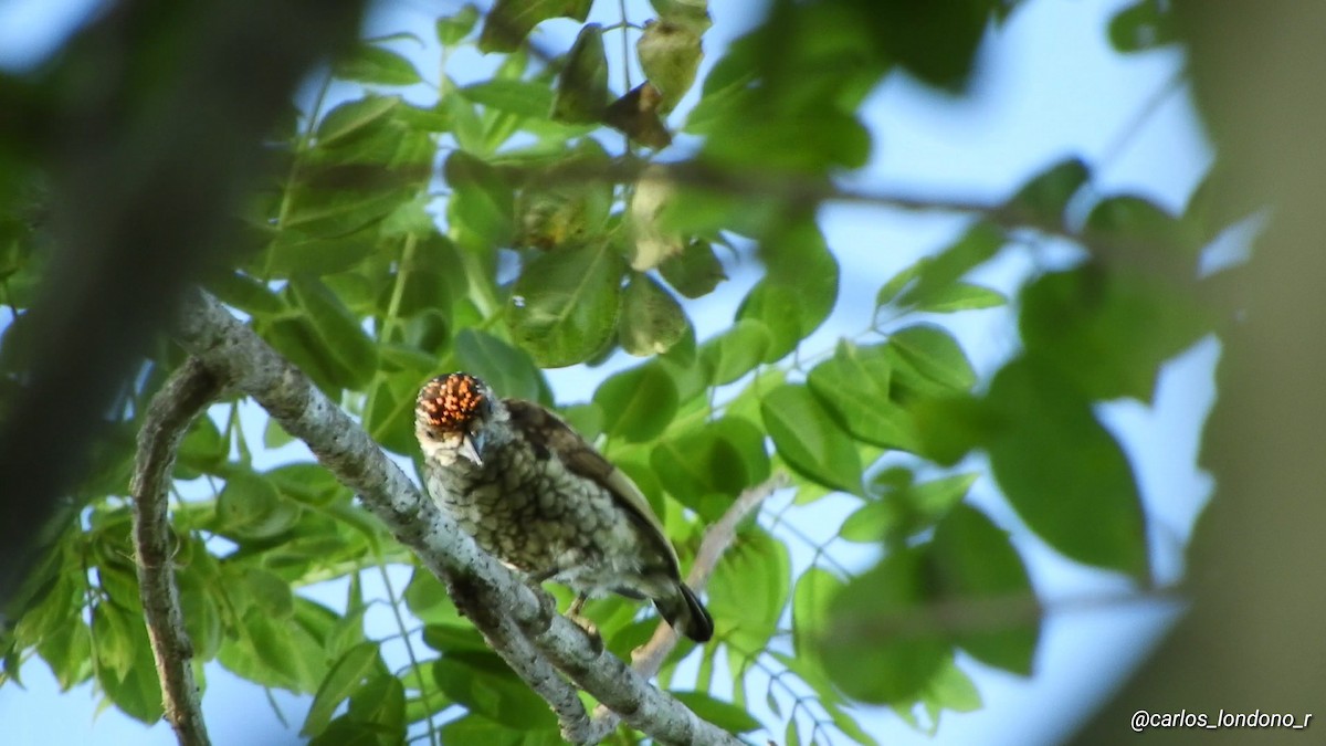 Scaled Piculet - ML619696591
