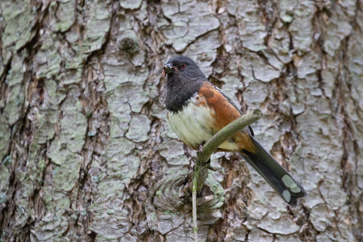 Spotted Towhee - ML619696607