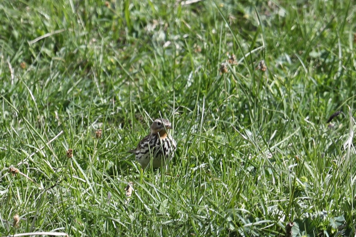 Red-throated Pipit - ML619696636