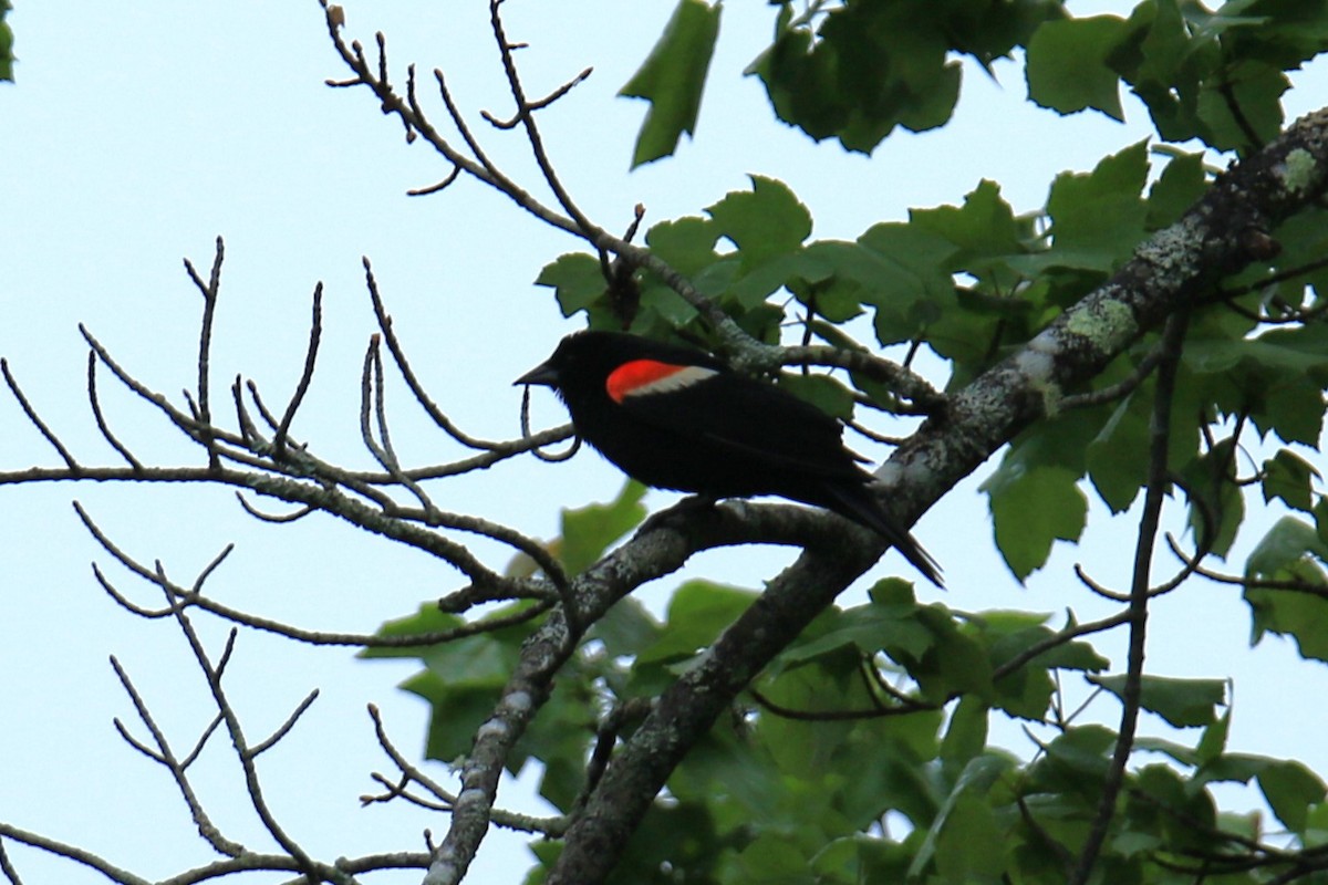 Red-winged Blackbird - ML619696645