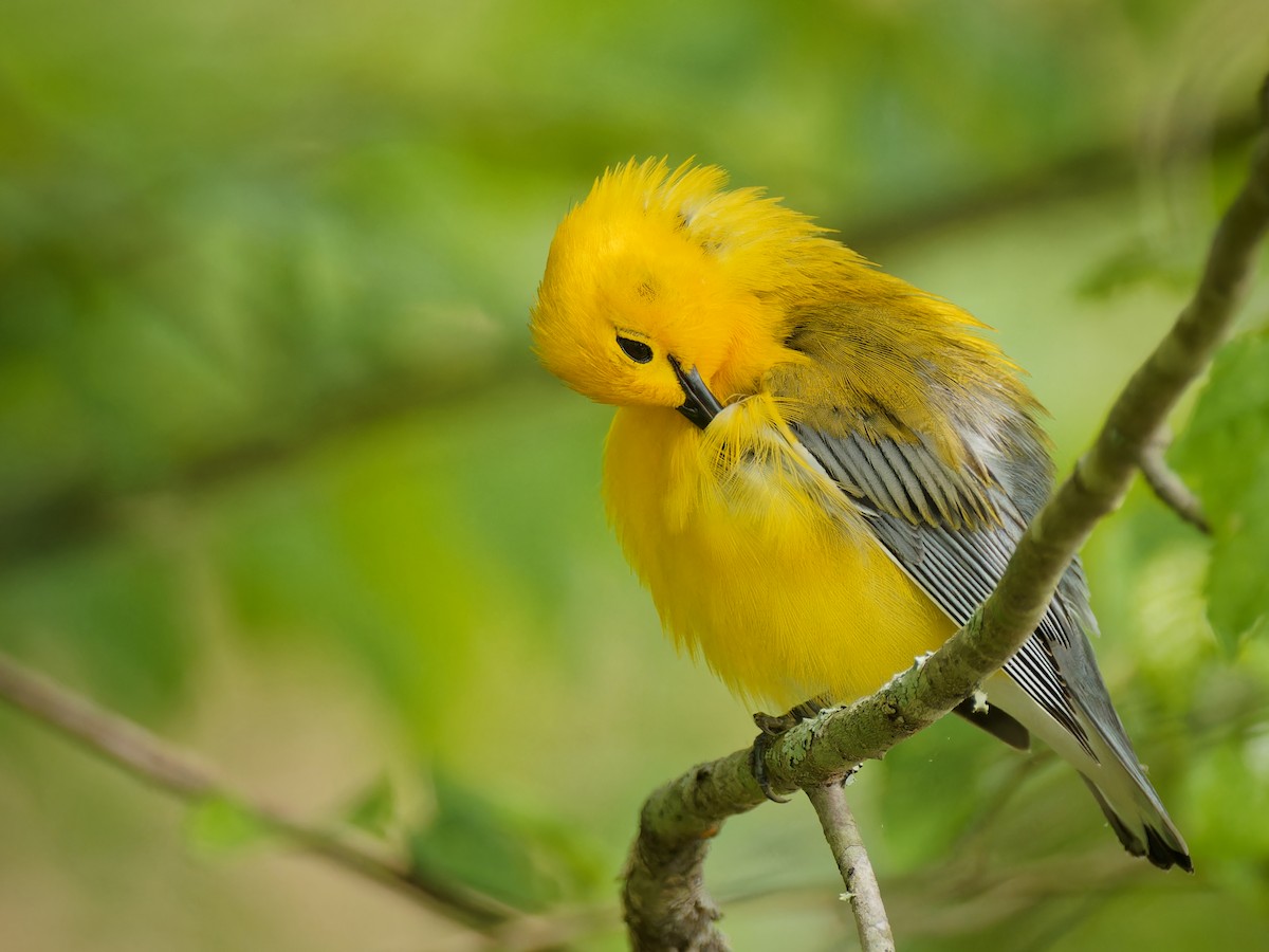 Prothonotary Warbler - ML619696673