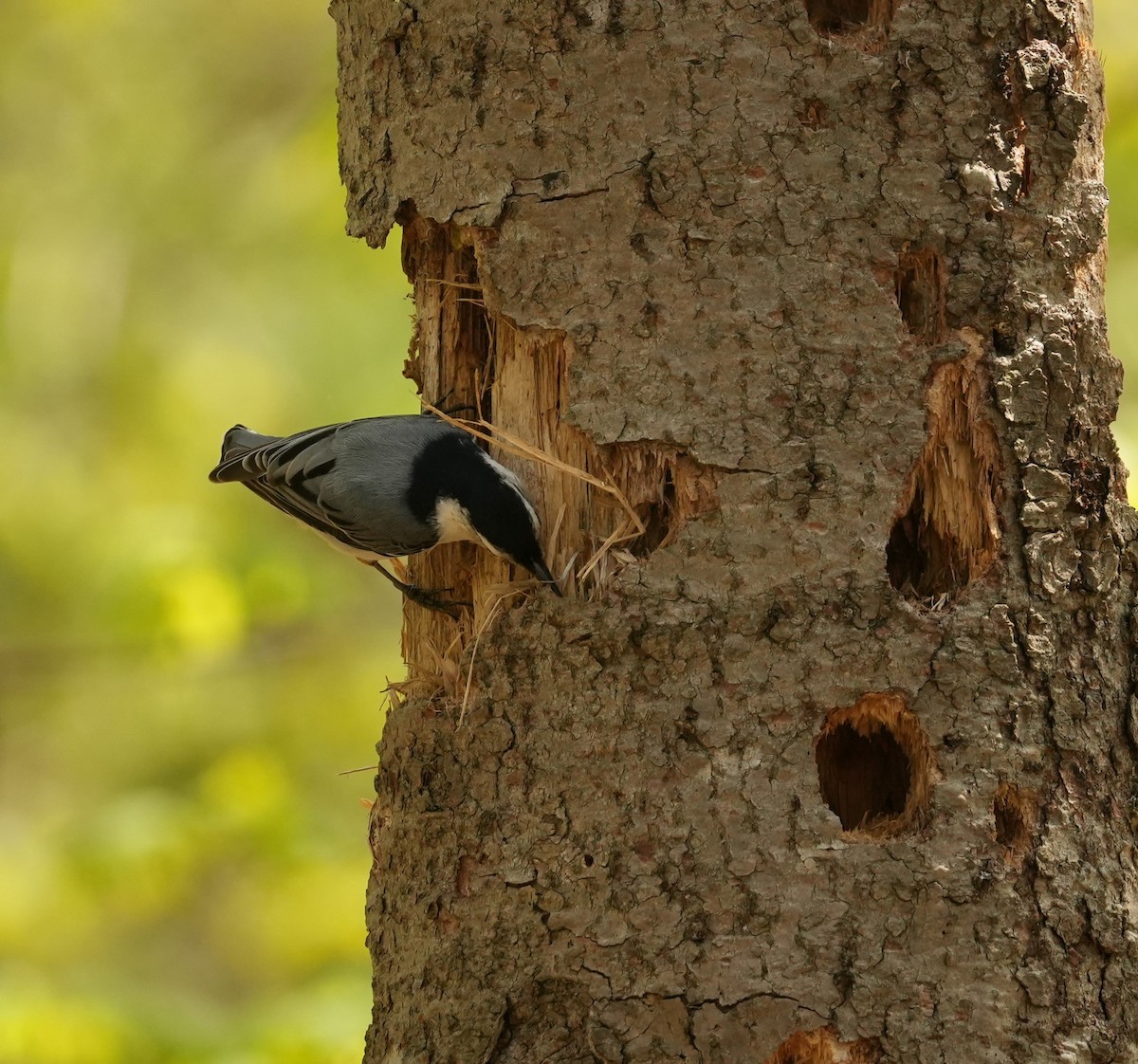 White-breasted Nuthatch - ML619696675