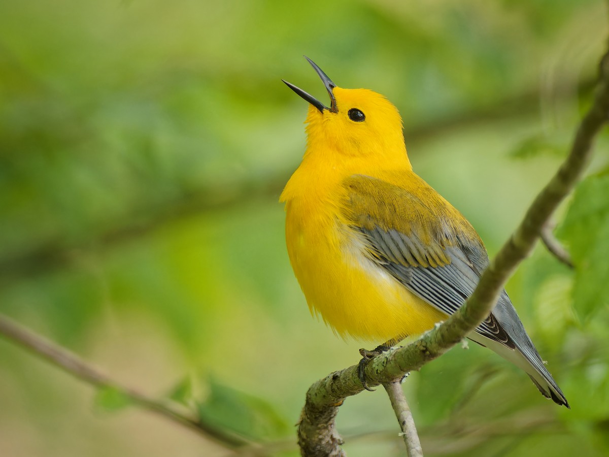 Prothonotary Warbler - ML619696679