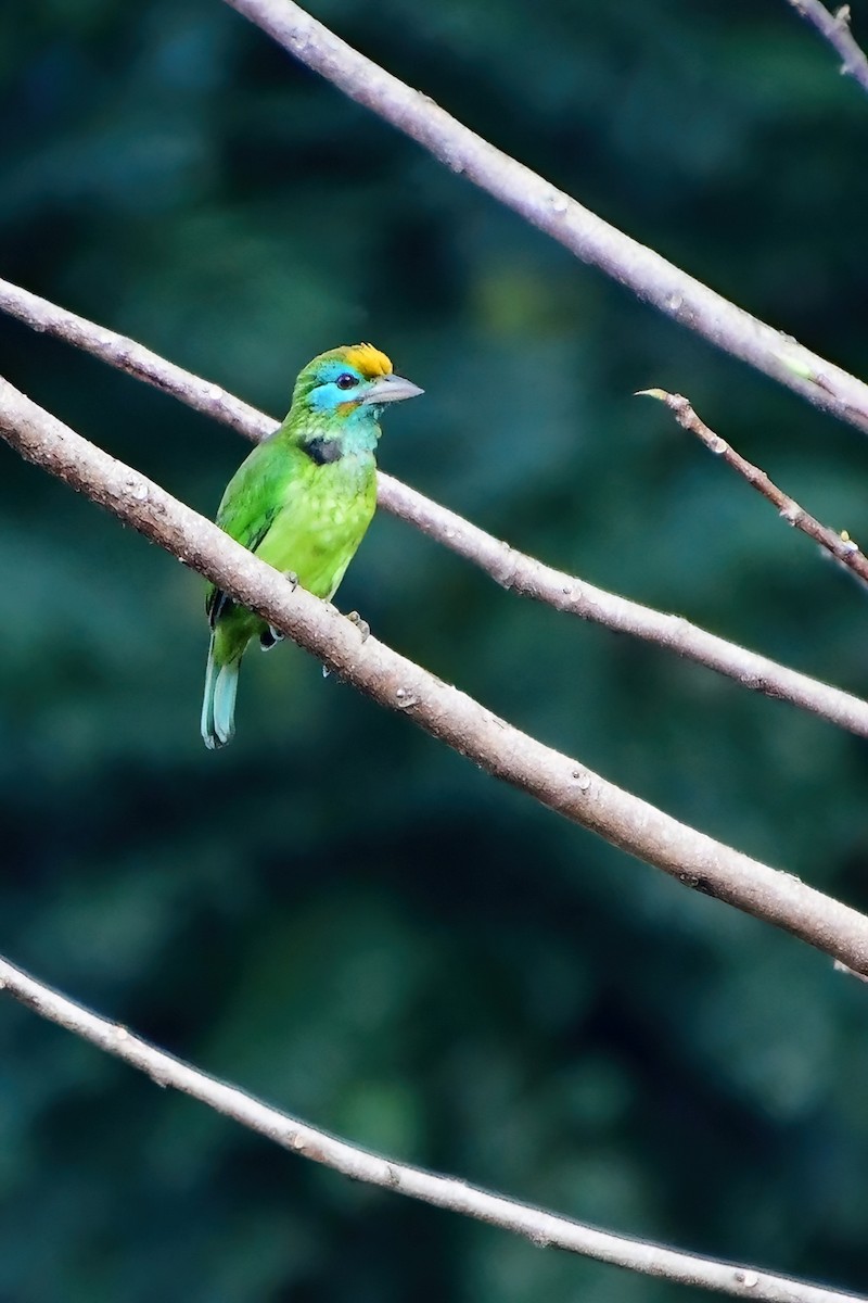 Yellow-fronted Barbet - ML619696680
