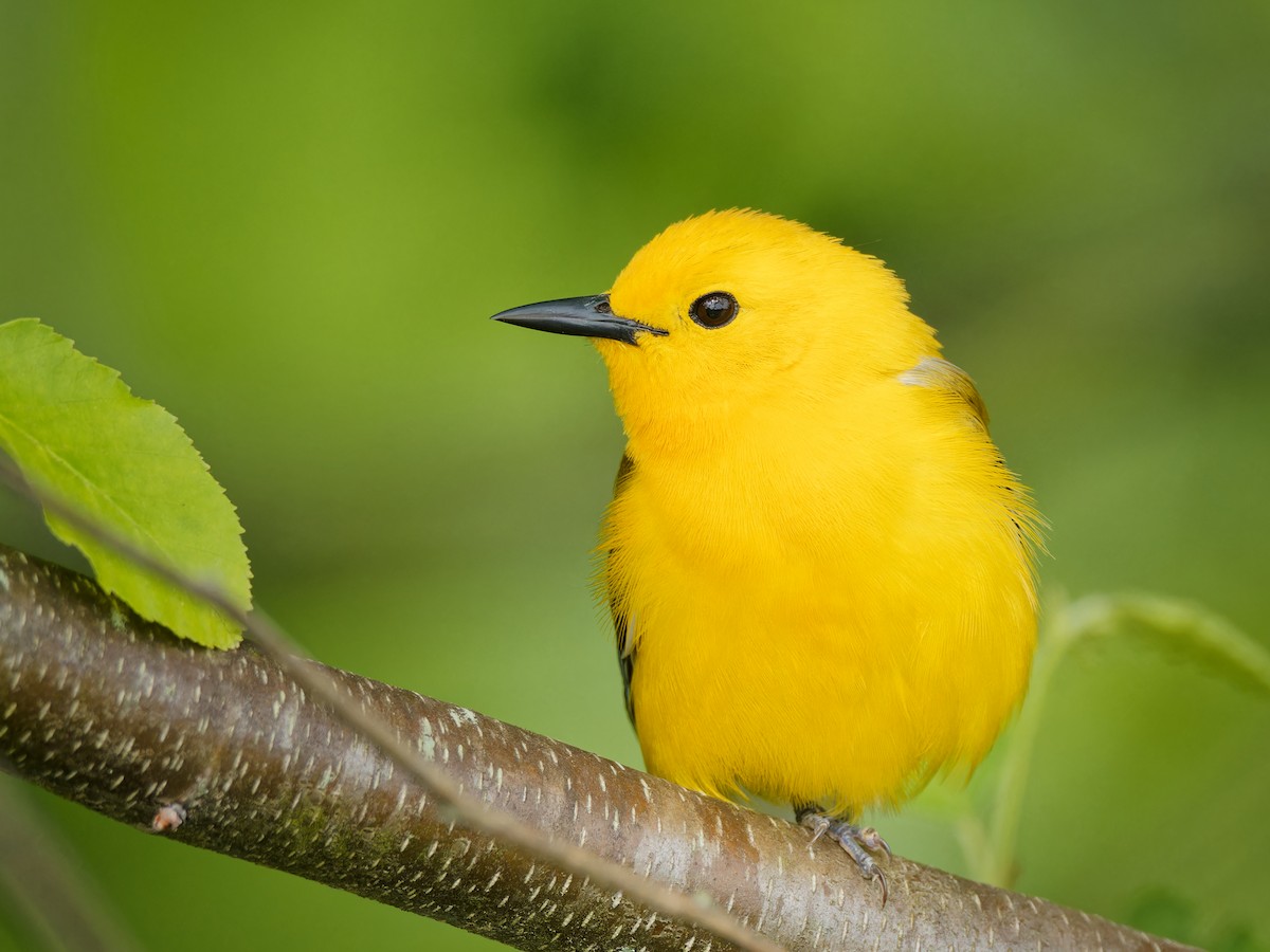 Prothonotary Warbler - ML619696684