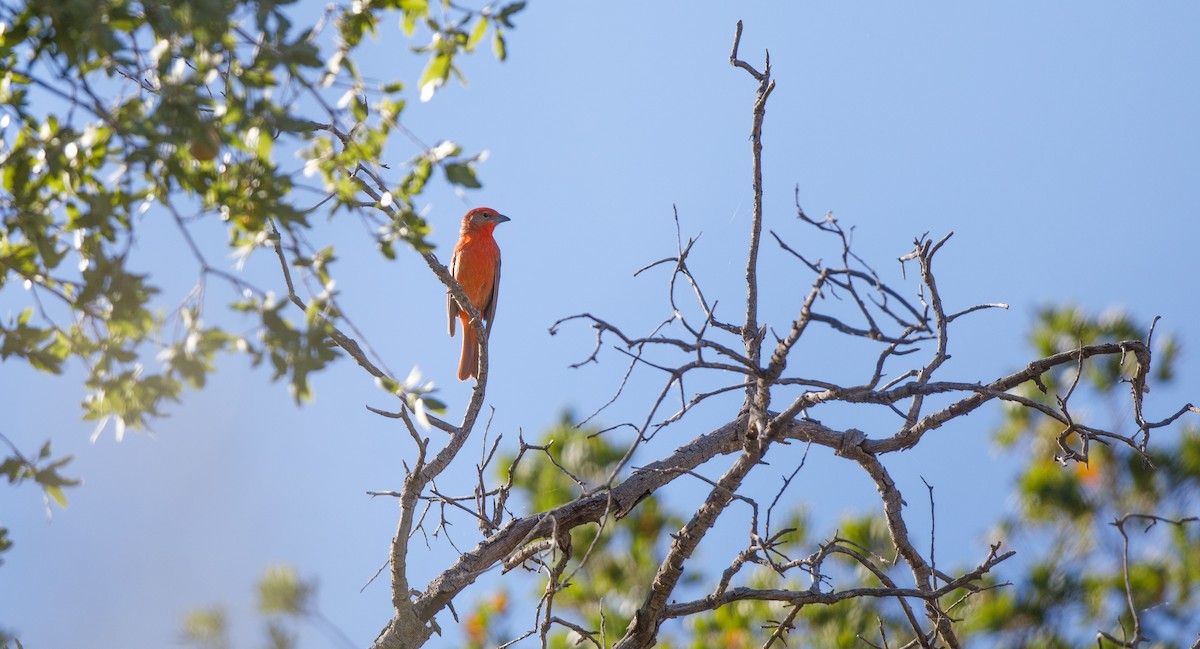 Hepatic Tanager (Northern) - ML619696692
