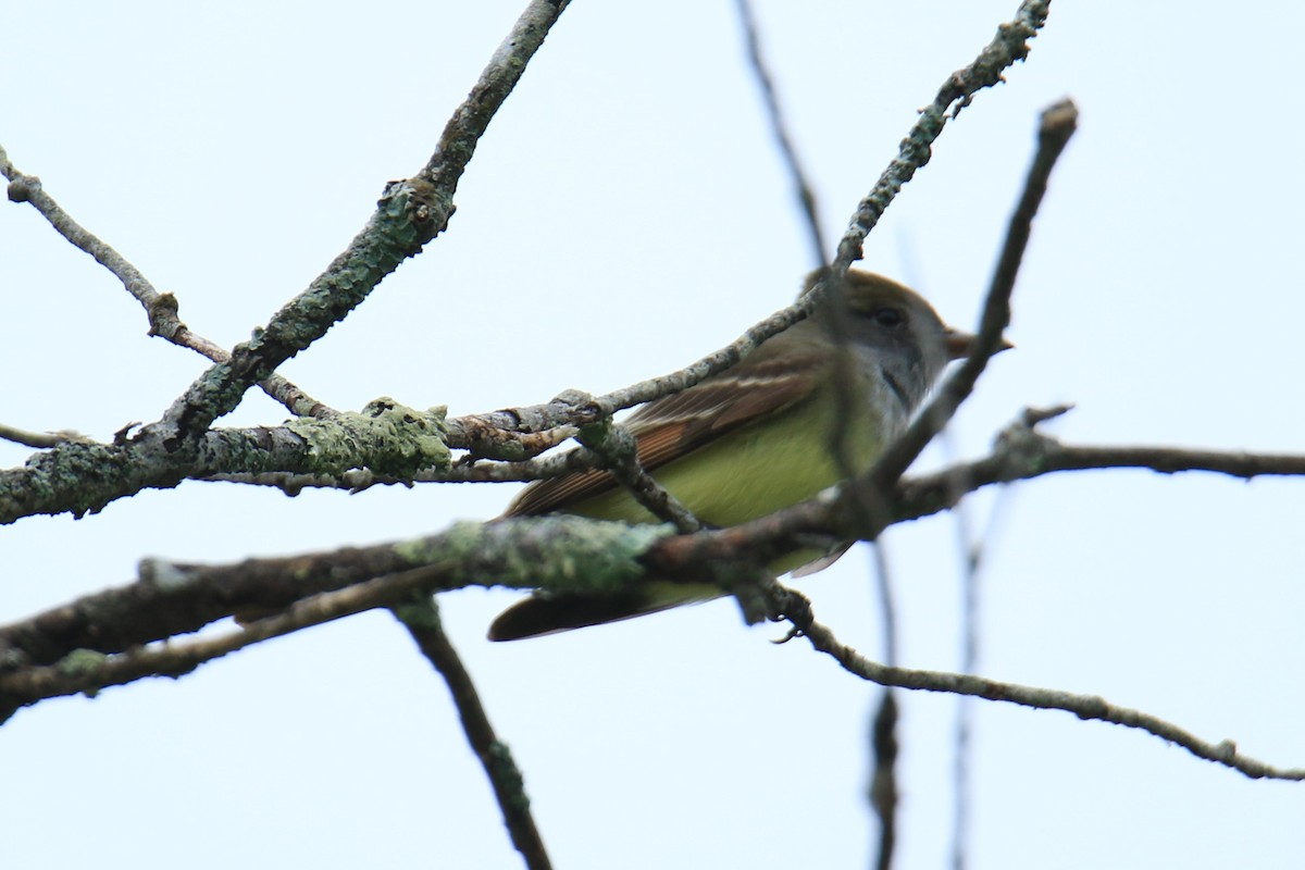 Great Crested Flycatcher - ML619696724