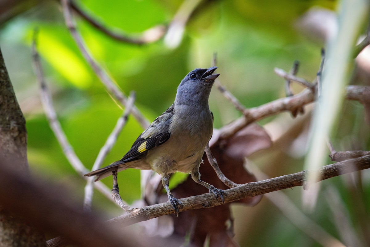Yellow-winged Tanager - ML619696733